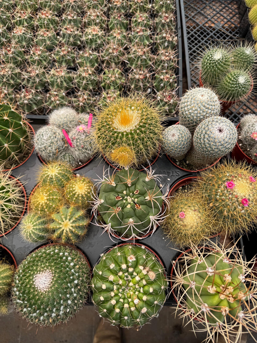 Live Cactus Plant Bundle (9 Pack) – Assorted Indoor Cacti
