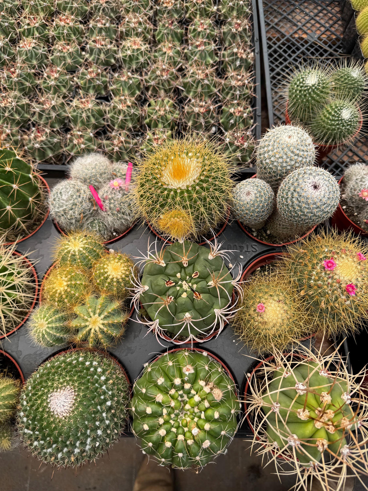 Live Cactus Plant Bundle (9 Pack) – Assorted Indoor Cacti