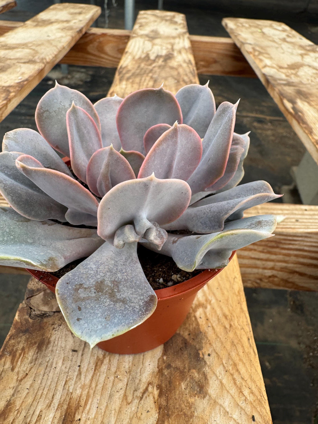 4” RARE curly perlevon live plant, house plant, ruffled, cacti
