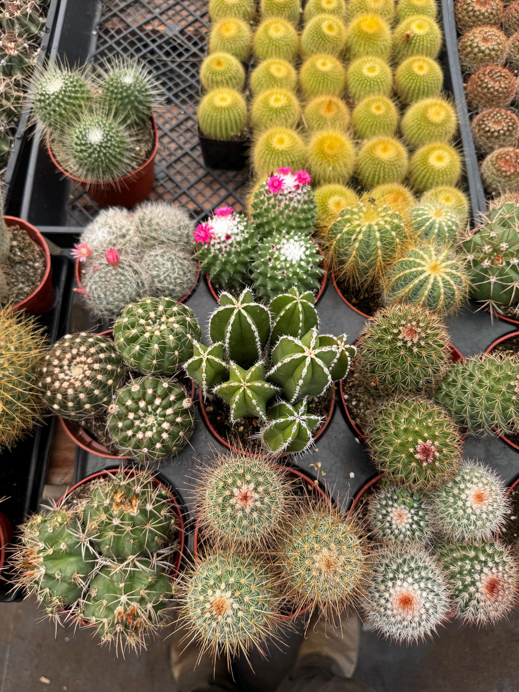 Live Cactus Plant Bundle (9 Pack) – Assorted Indoor Cacti