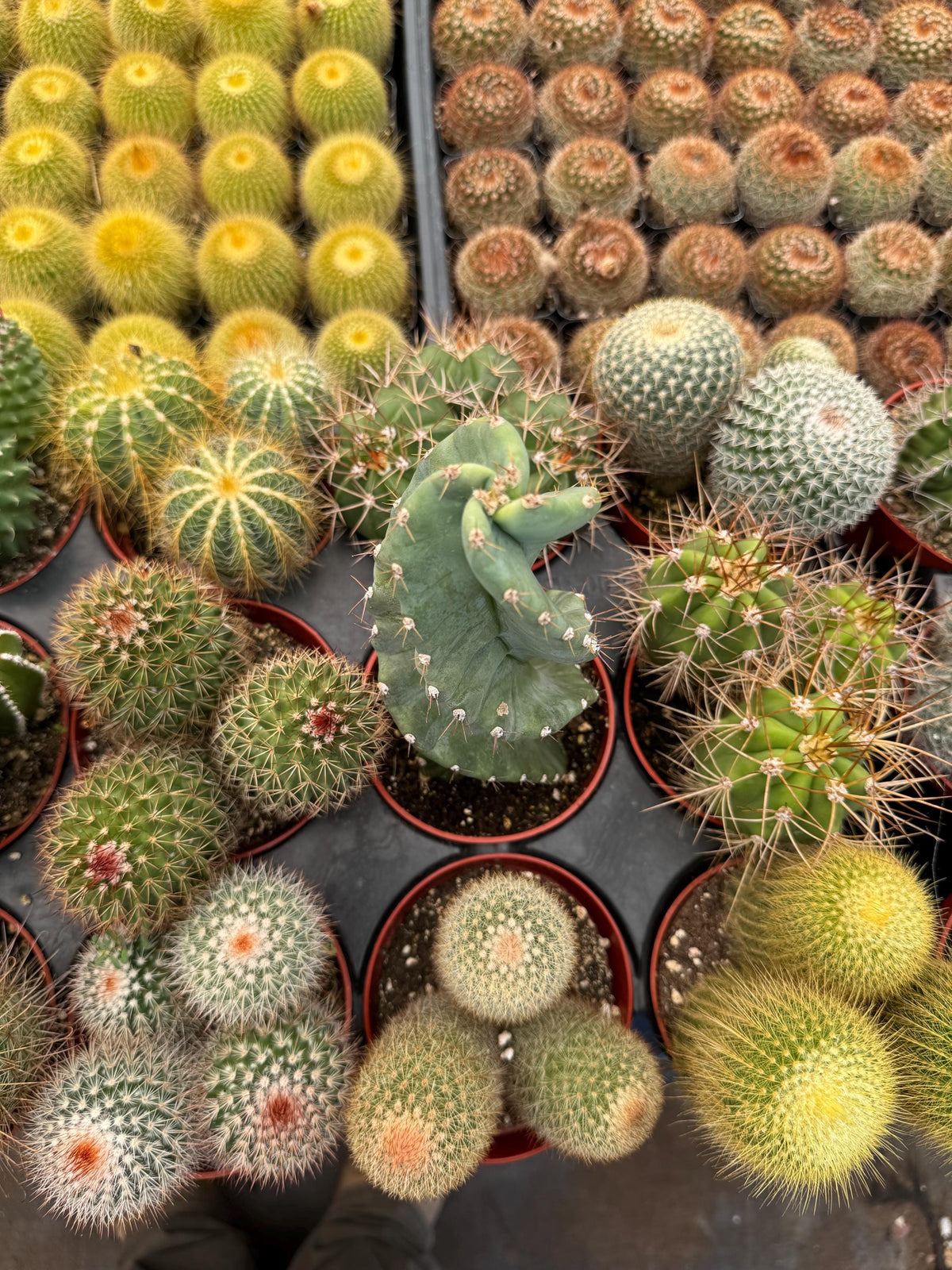 Live Cactus Plant Bundle (9 Pack) – Assorted Indoor Cacti