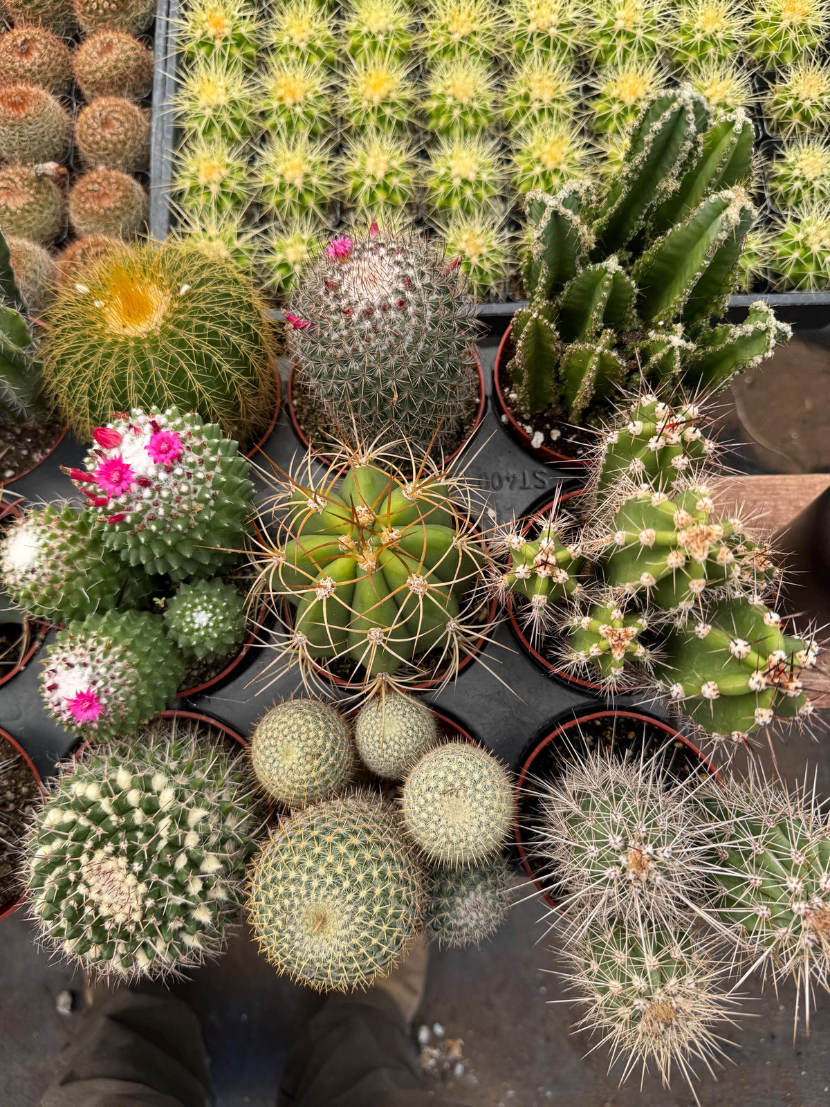 Live Cactus Plant Bundle (9 Pack) – Assorted Indoor Cacti