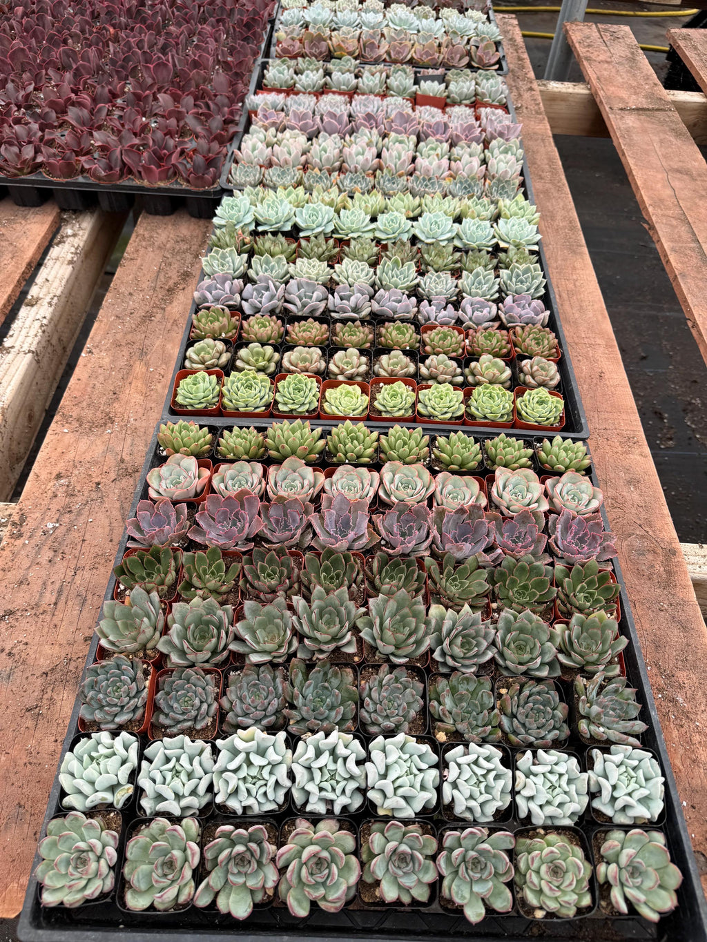 72 Mini Succulents – 2" Live Plant Favors, Bridal Shower Decor