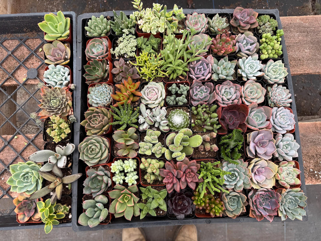 72 Mini Succulents – 2" Live Plant Favors, Bridal Shower Decor