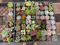 72 Mini Succulents – 2" Live Plant Favors, Bridal Shower Decor
