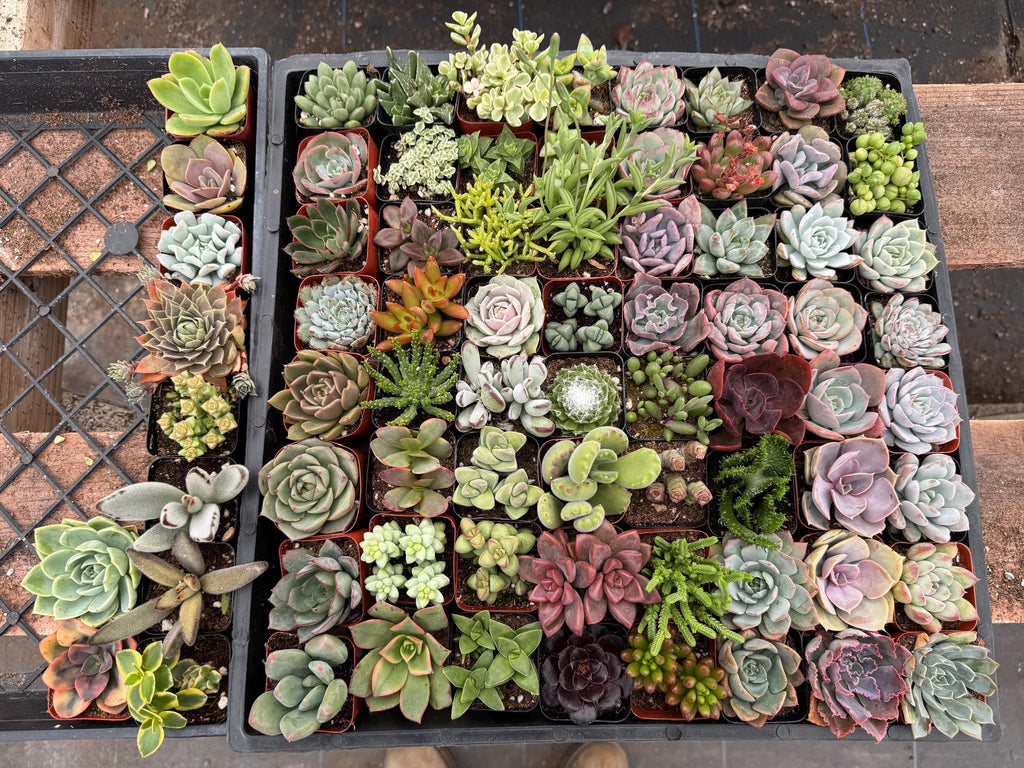 72 Pack 2” Succulents Bulk | Live Succulent Plants Assorted | Wedding Favors, Pa