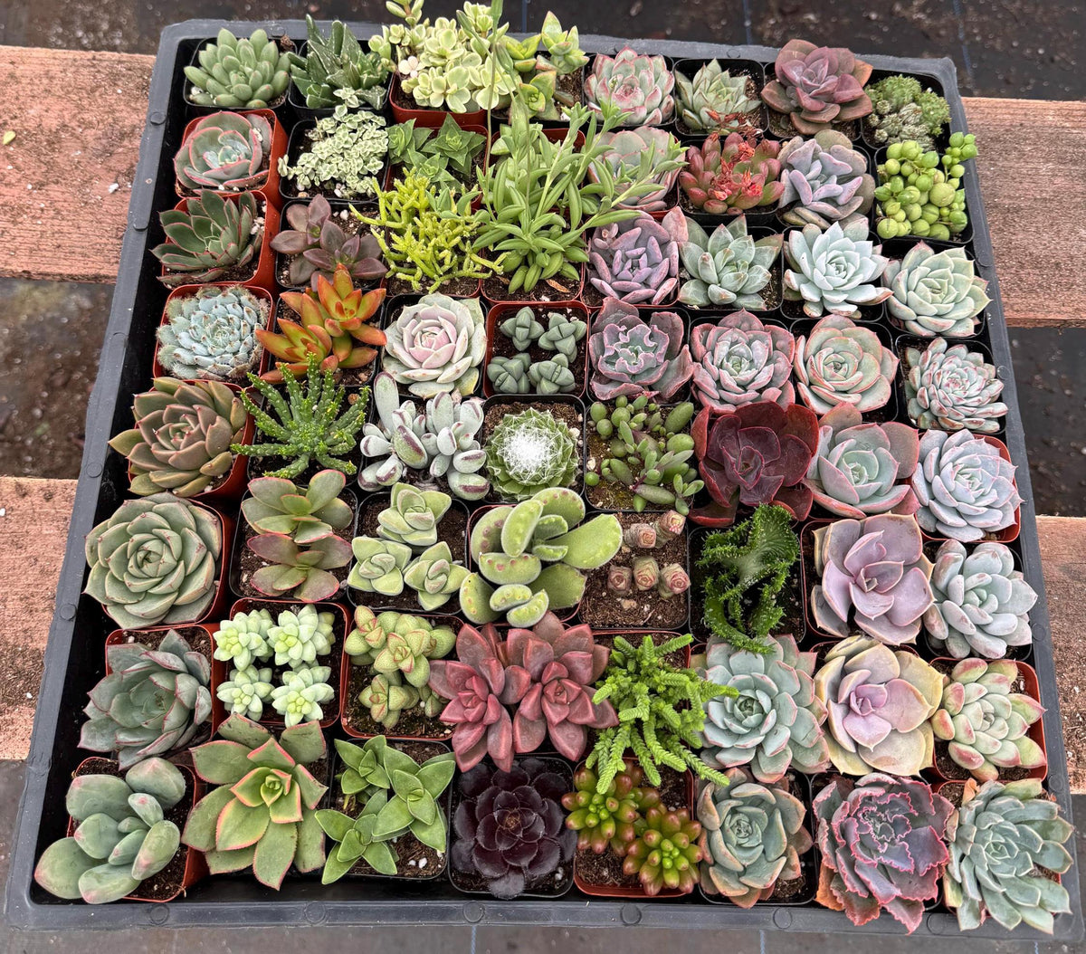 72 Pack 2” Succulents Bulk | Live Succulent Plants Assorted | Wedding Favors, Pa