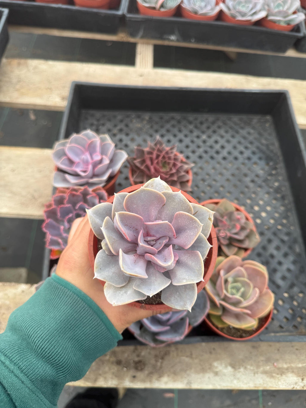 Pink & Purple Succulents - 9 Pack Live Plants, 4" Assorted Varieties