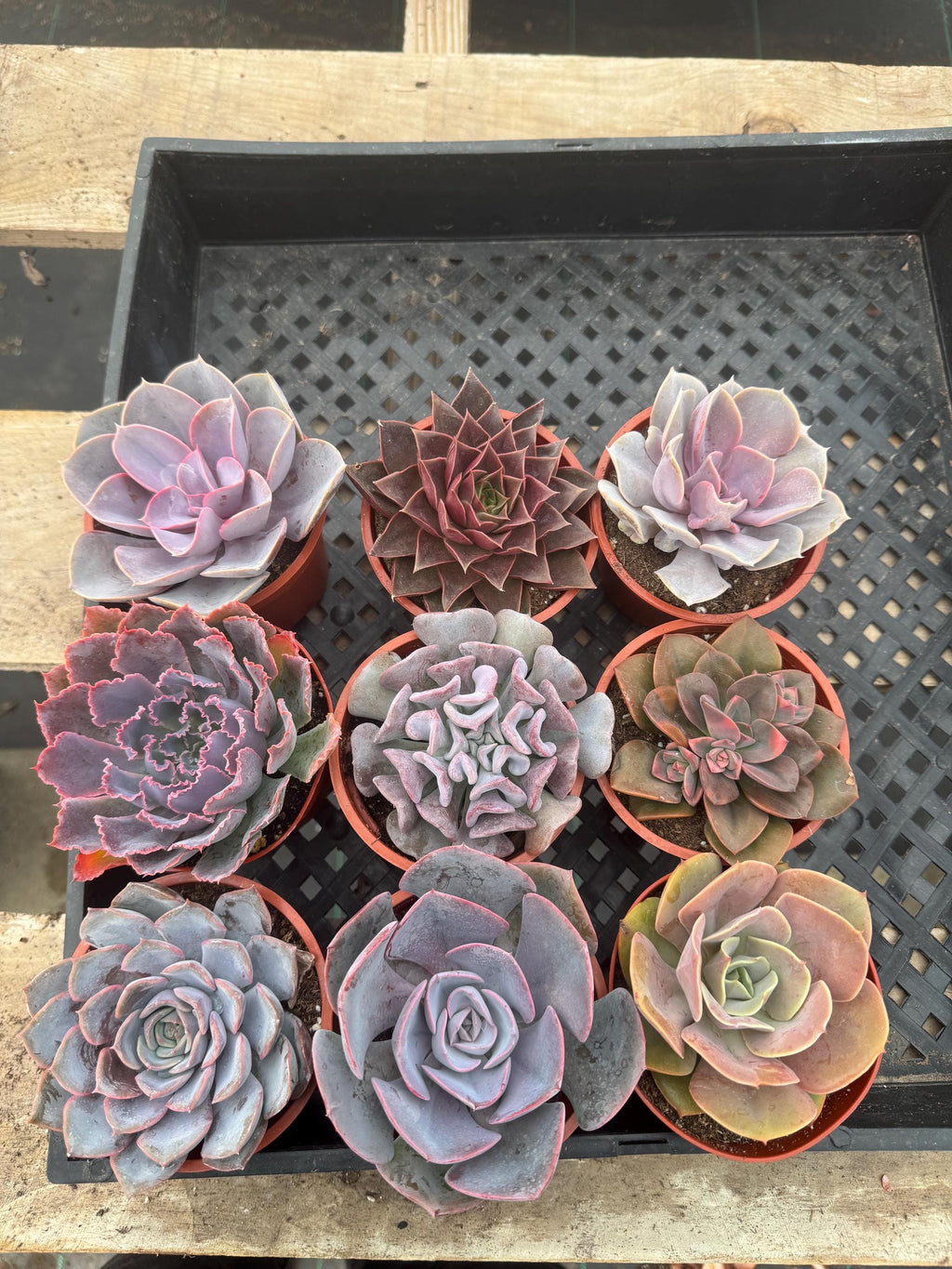 Pink & Purple Succulents - 9 Pack Live Plants, 4" Assorted Varieties