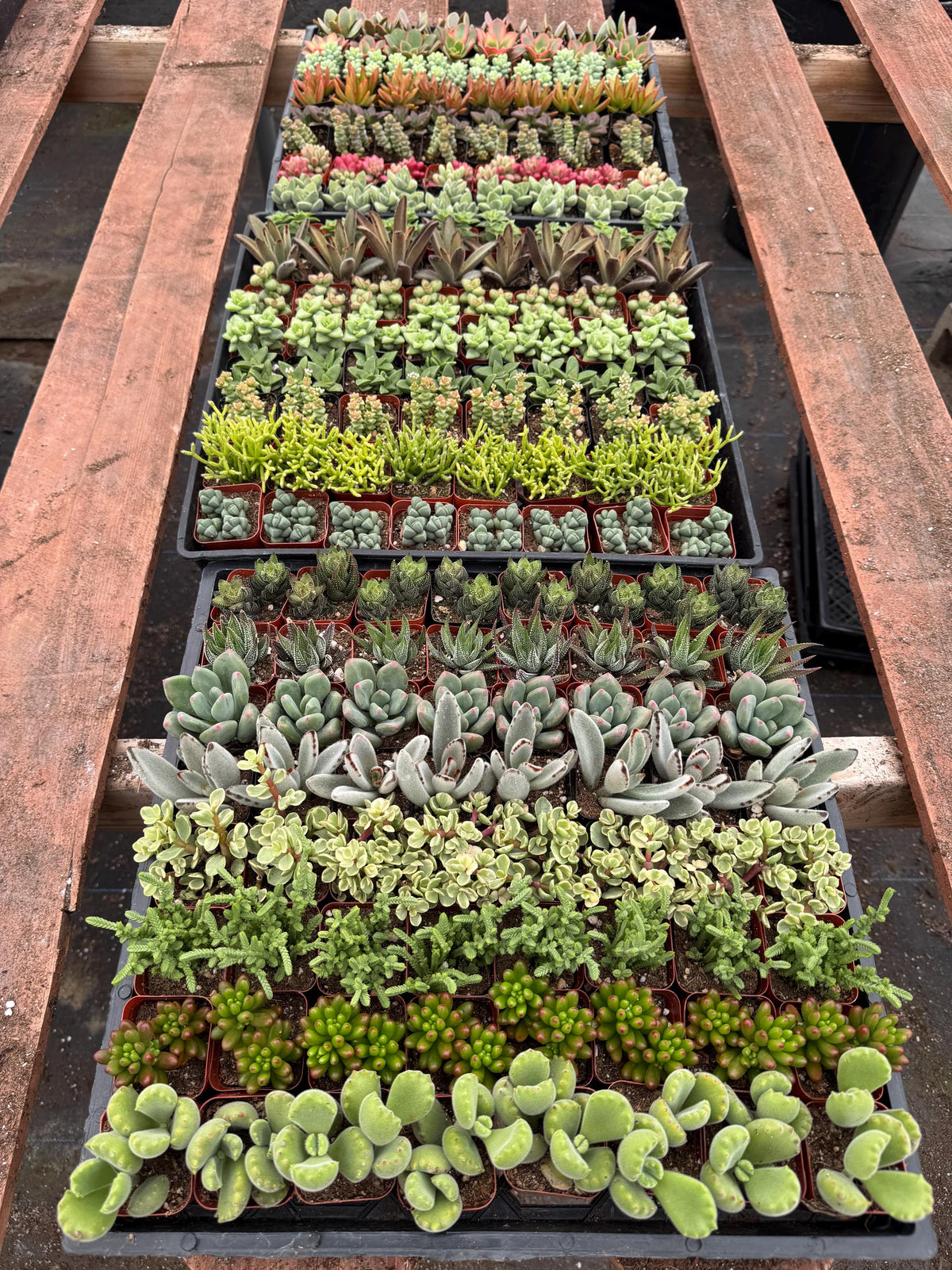 72 Mini Succulents – 2" Live Plant Favors, Bridal Shower Decor
