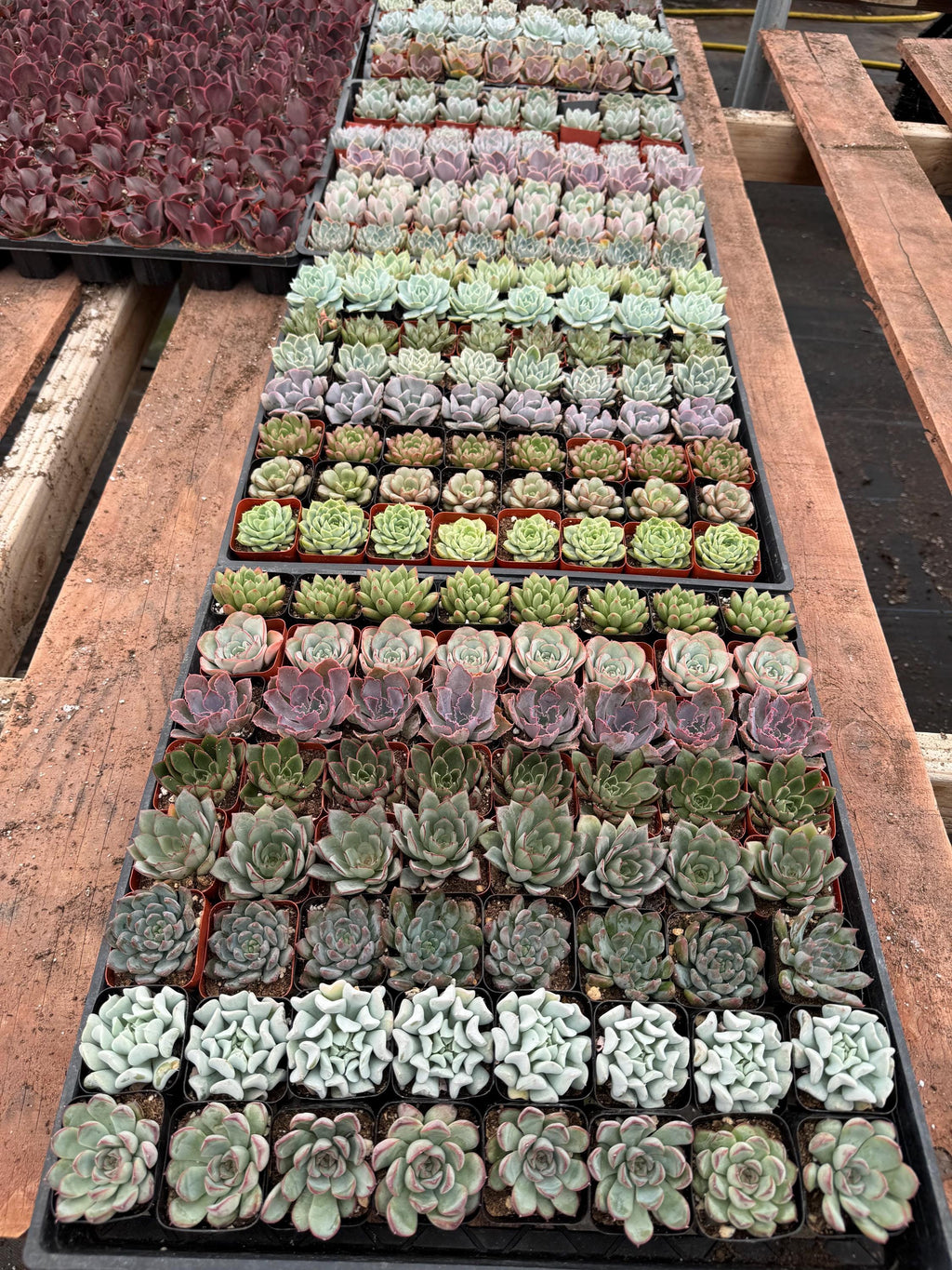 Halloween, FALL, 72 Assorted Succulents – 2" Live Plant Variety Pack, Wedding Fa