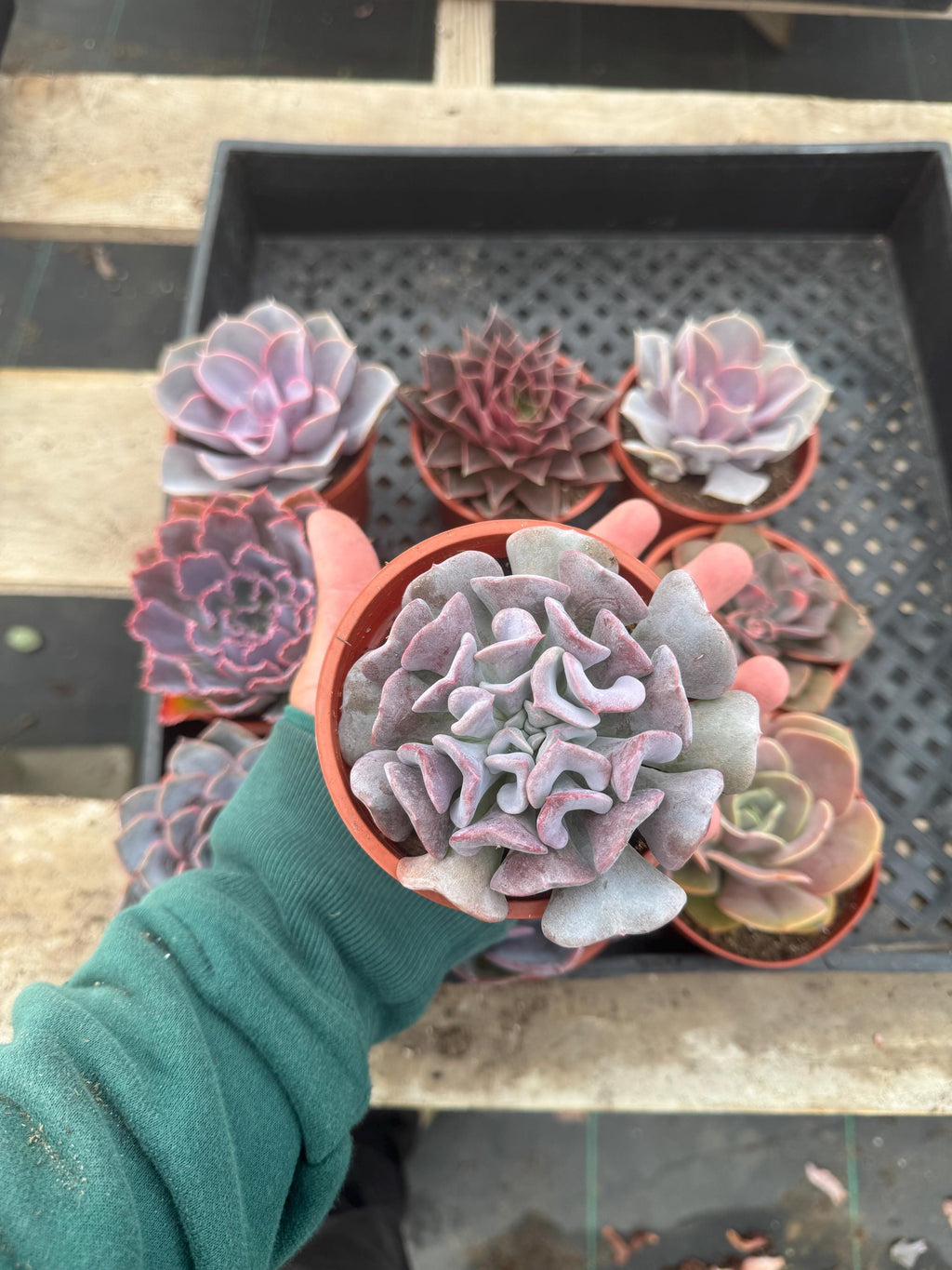 Pink & Purple Succulents - 9 Pack Live Plants, 4" Assorted Varieties
