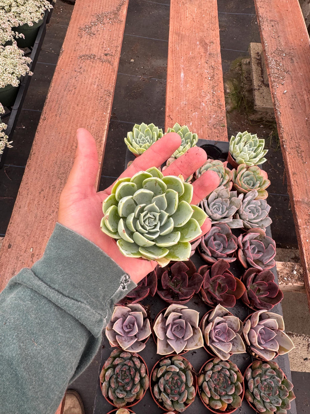 32 Mini Succulents | Assorted Potted Succulents, Wedding Favors
