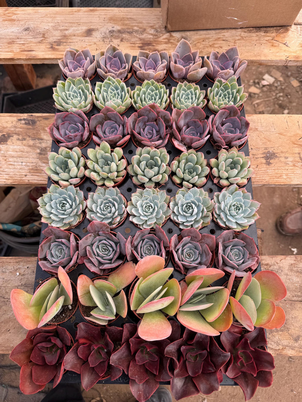 32 Mini Succulents | Assorted Potted Succulents, Wedding Favors