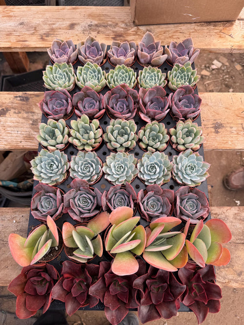 32 Mini Succulents | Assorted Potted Succulents, Wedding Favors