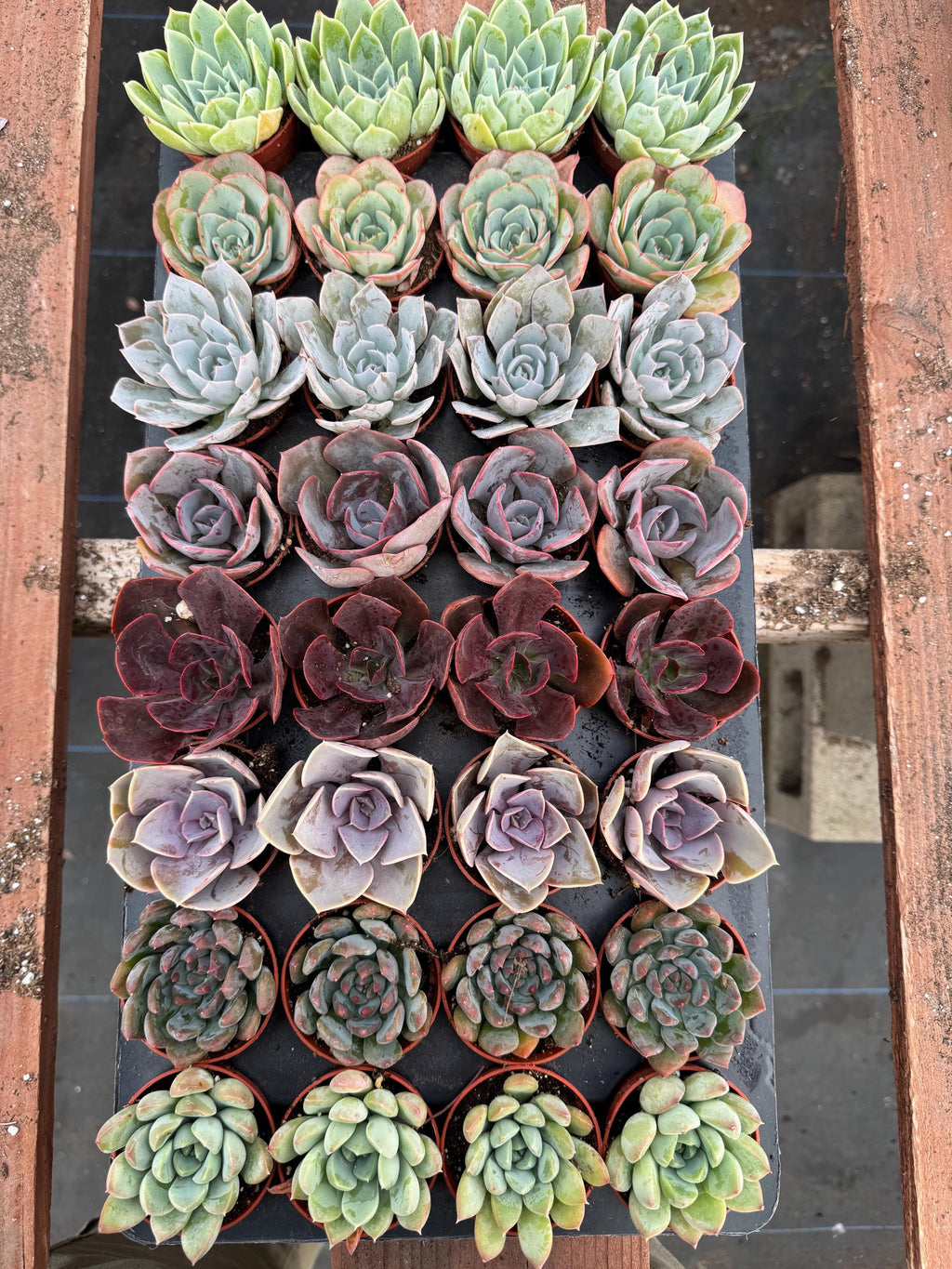 32 Mini Succulents | Assorted Potted Succulents, Wedding Favors