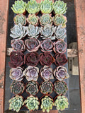 32 Mini Succulents | Assorted Potted Succulents, Wedding Favors