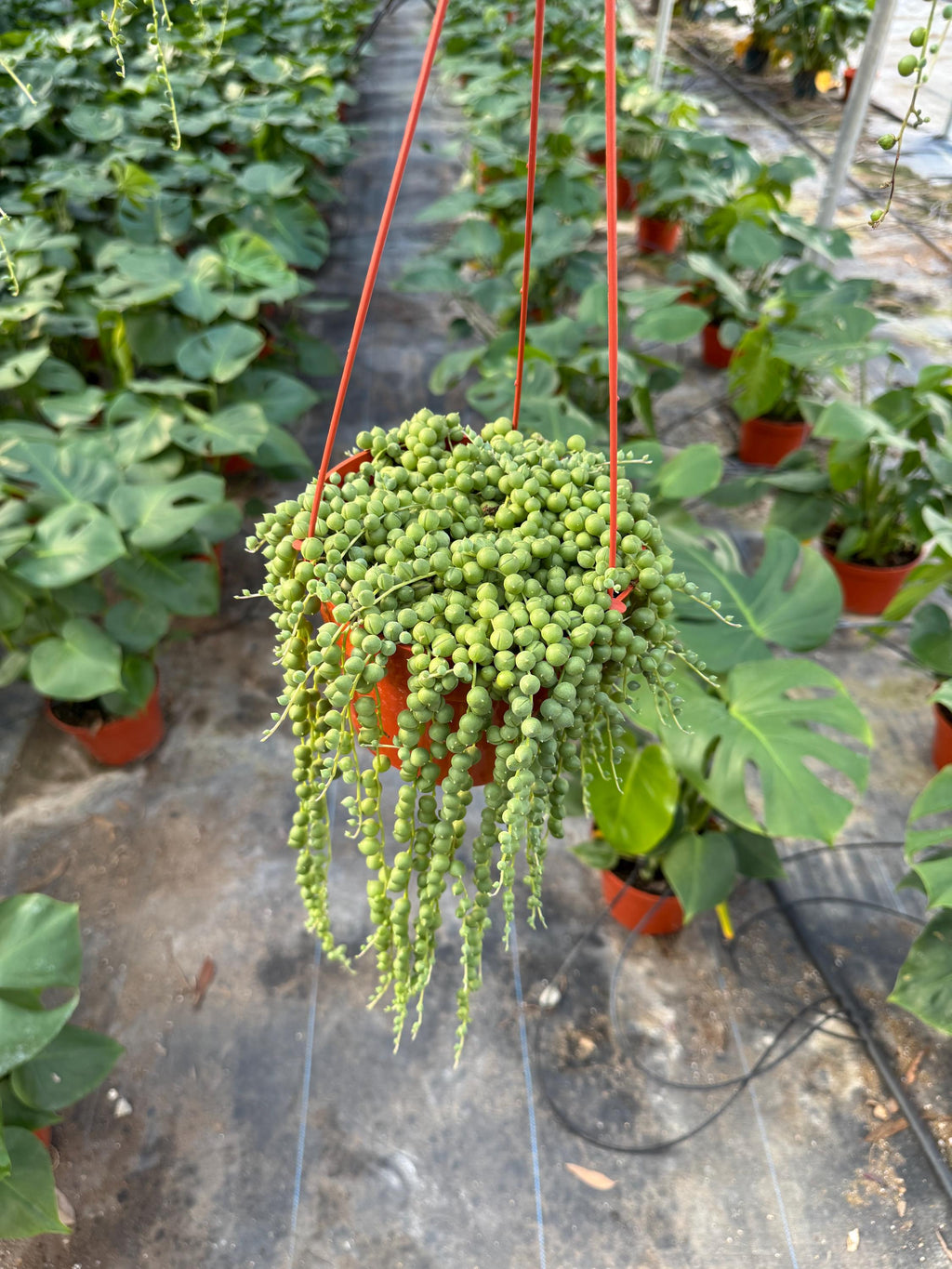 6” String of Pearls Succulent Plant | Live Senecio Rowleyanus | Trailing Indoor 