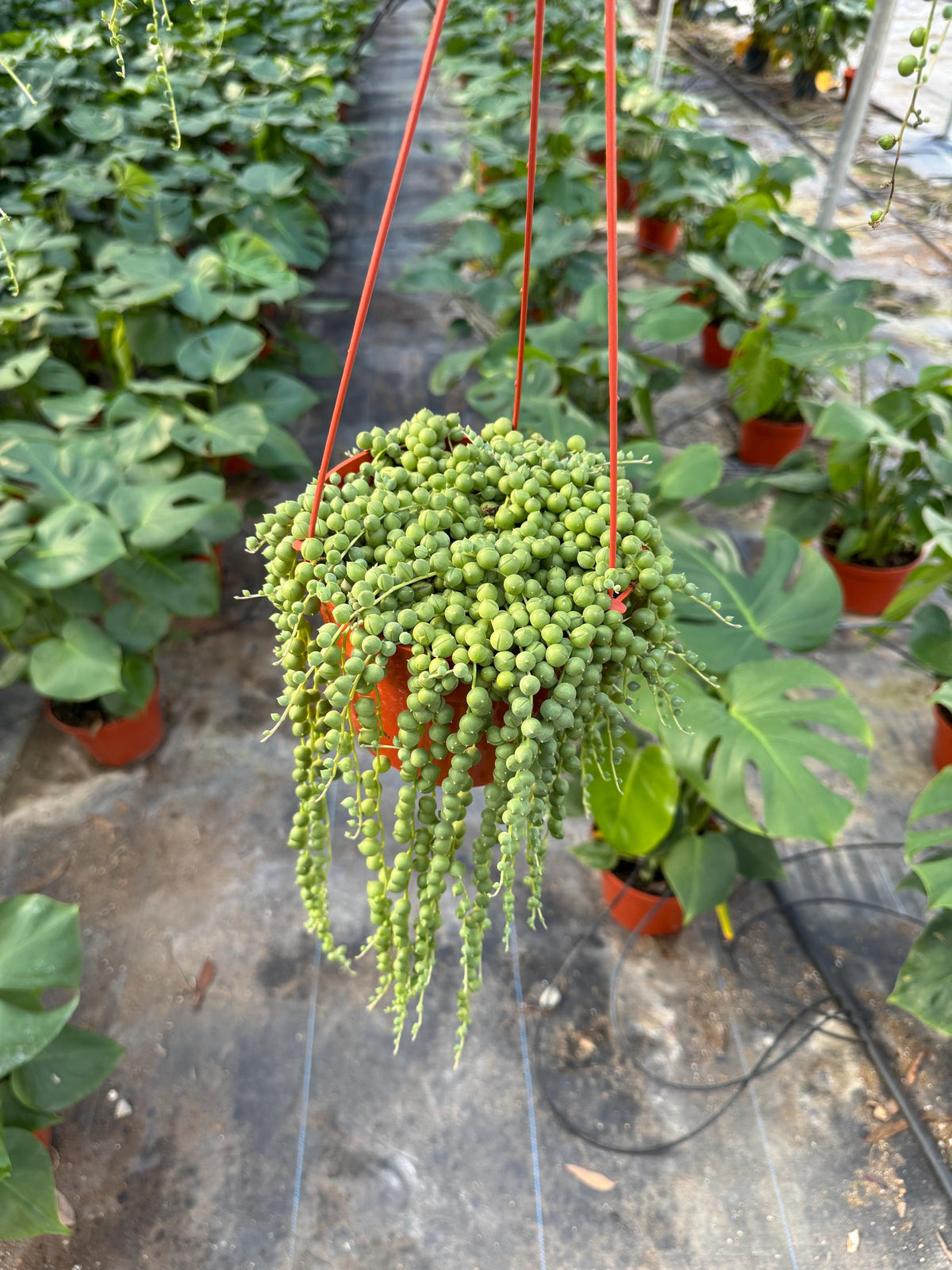 6” String of Pearls Succulent Plant | Live Senecio Rowleyanus | Trailing Indoor 
