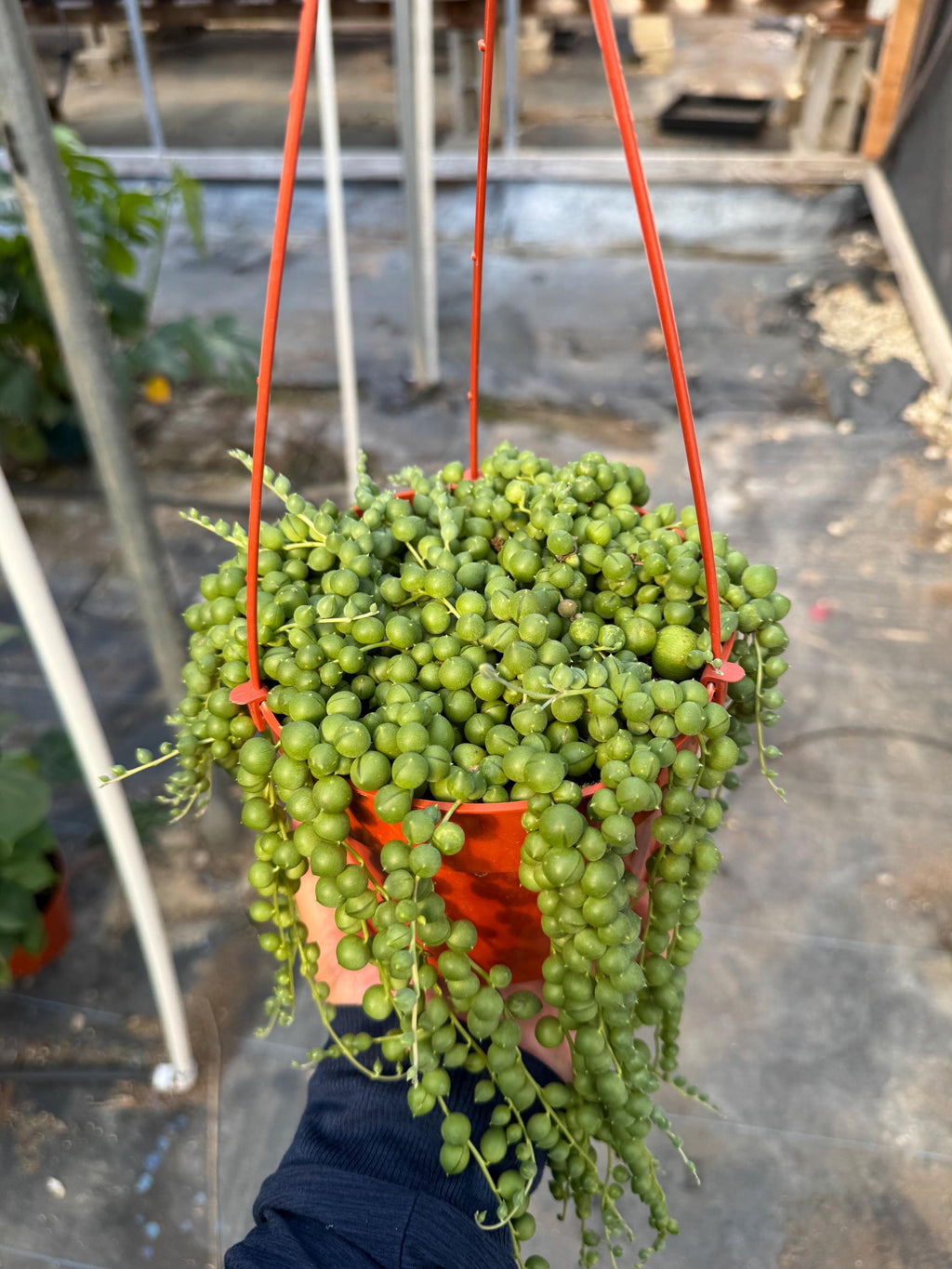 6” String of Pearls Succulent Plant | Live Senecio Rowleyanus | Trailing Indoor 