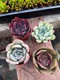 2” Succulent Combo (4 Pack) – Assorted Live Succulent Plants | Indoor Houseplant