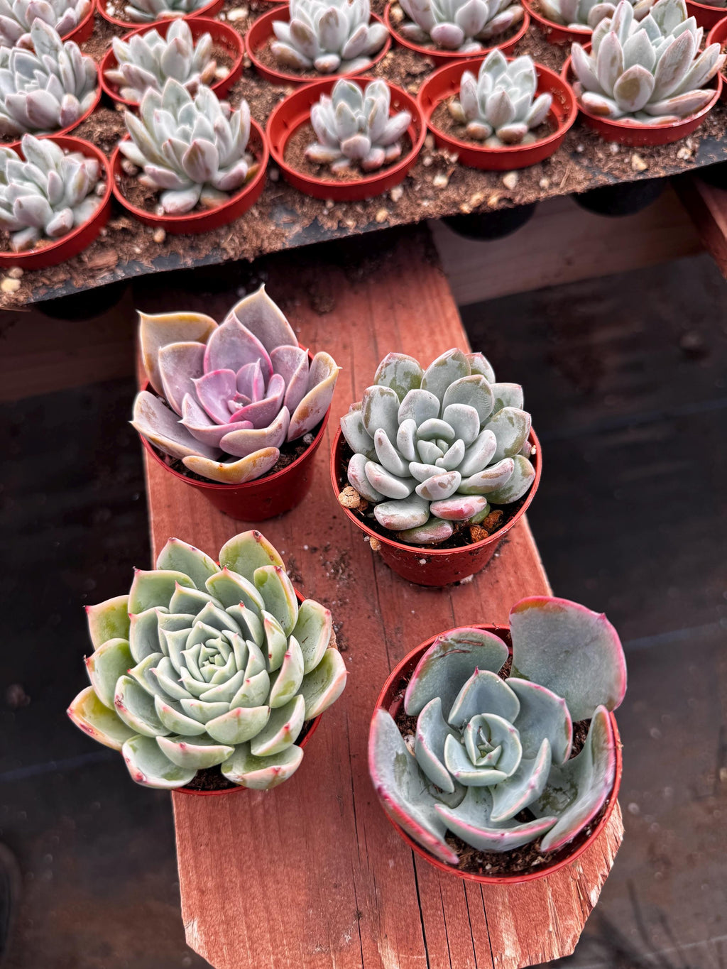 2” Succulent Combo (4 Pack) – Assorted Live Succulent Plants | Indoor Houseplant