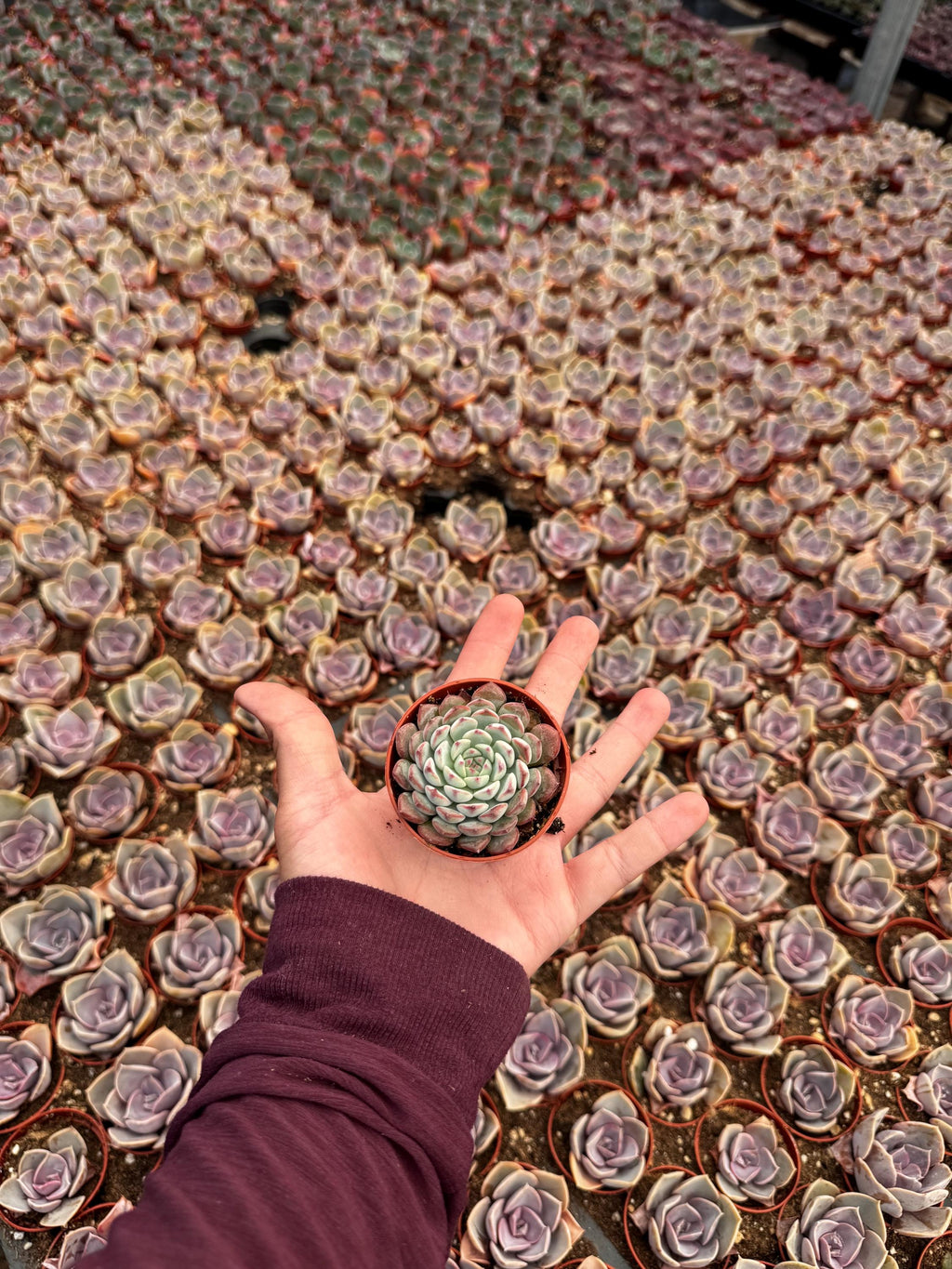 2” Succulent Combo (4 Pack) – Assorted Live Succulent Plants | Indoor Houseplant