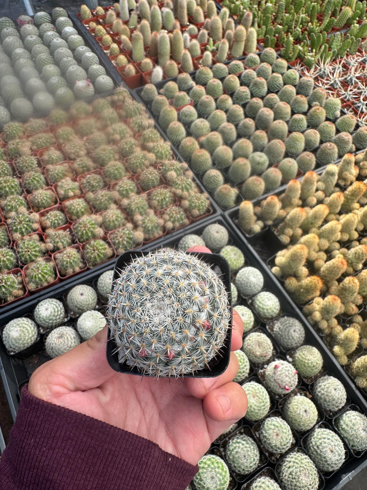 2” Live Cactus (4 Pack) | Assorted Mini Cactus Plants | Real Indoor Cactus | Eas