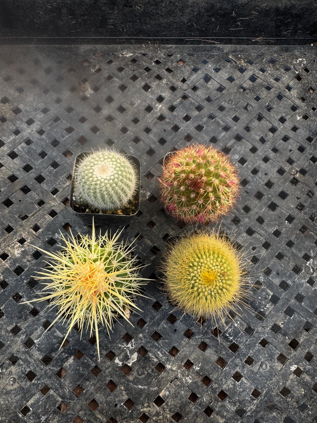 2” Live Cactus (4 Pack) | Assorted Mini Cactus Plants | Real Indoor Cactus | Eas