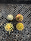 2” Live Cactus (4 Pack) | Assorted Mini Cactus Plants | Real Indoor Cactus | Eas
