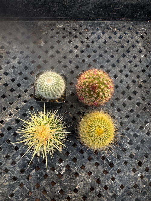 2” Live Cactus (4 Pack) | Assorted Mini Cactus Plants | Real Indoor Cactus | Eas