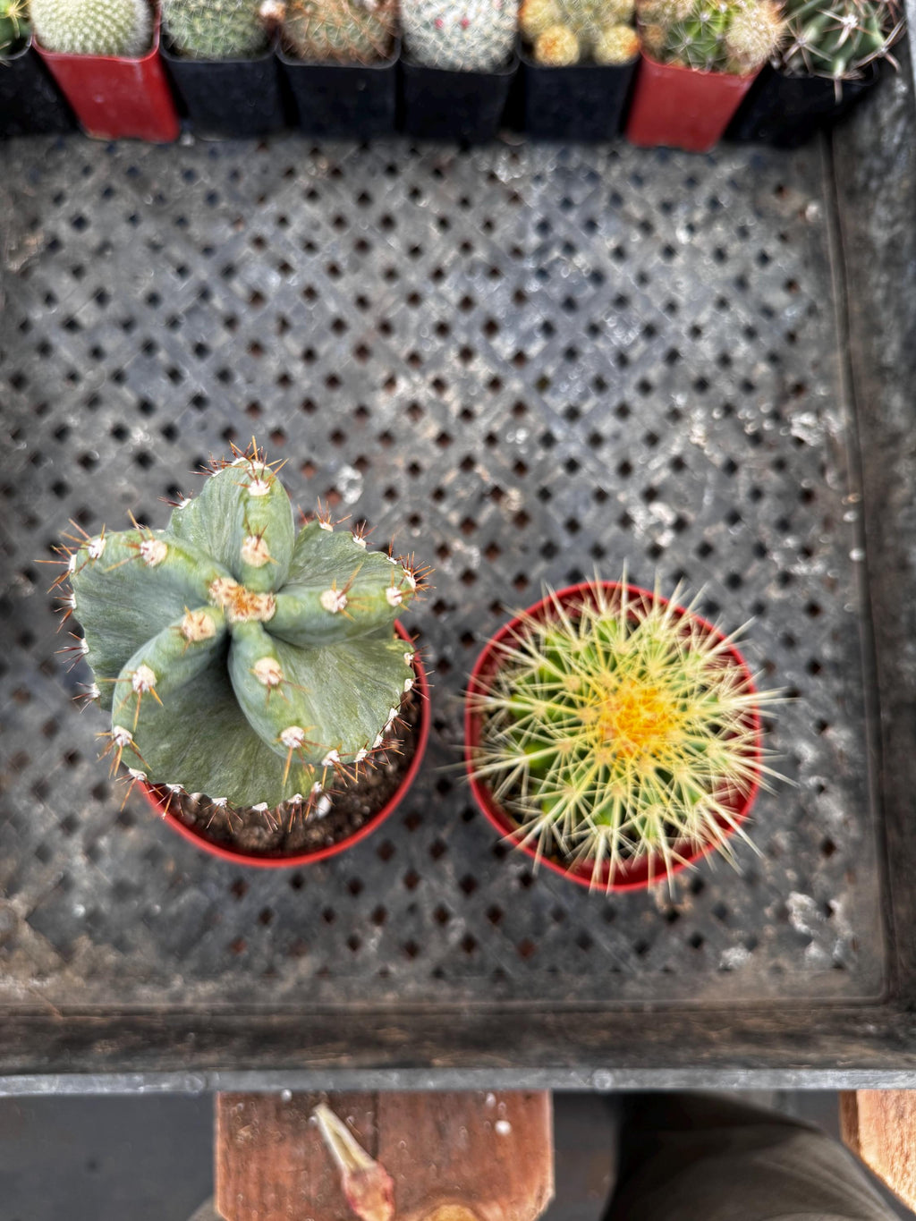 4" Live Cactus (2 Pack) | Assorted Potted Indoor Houseplants