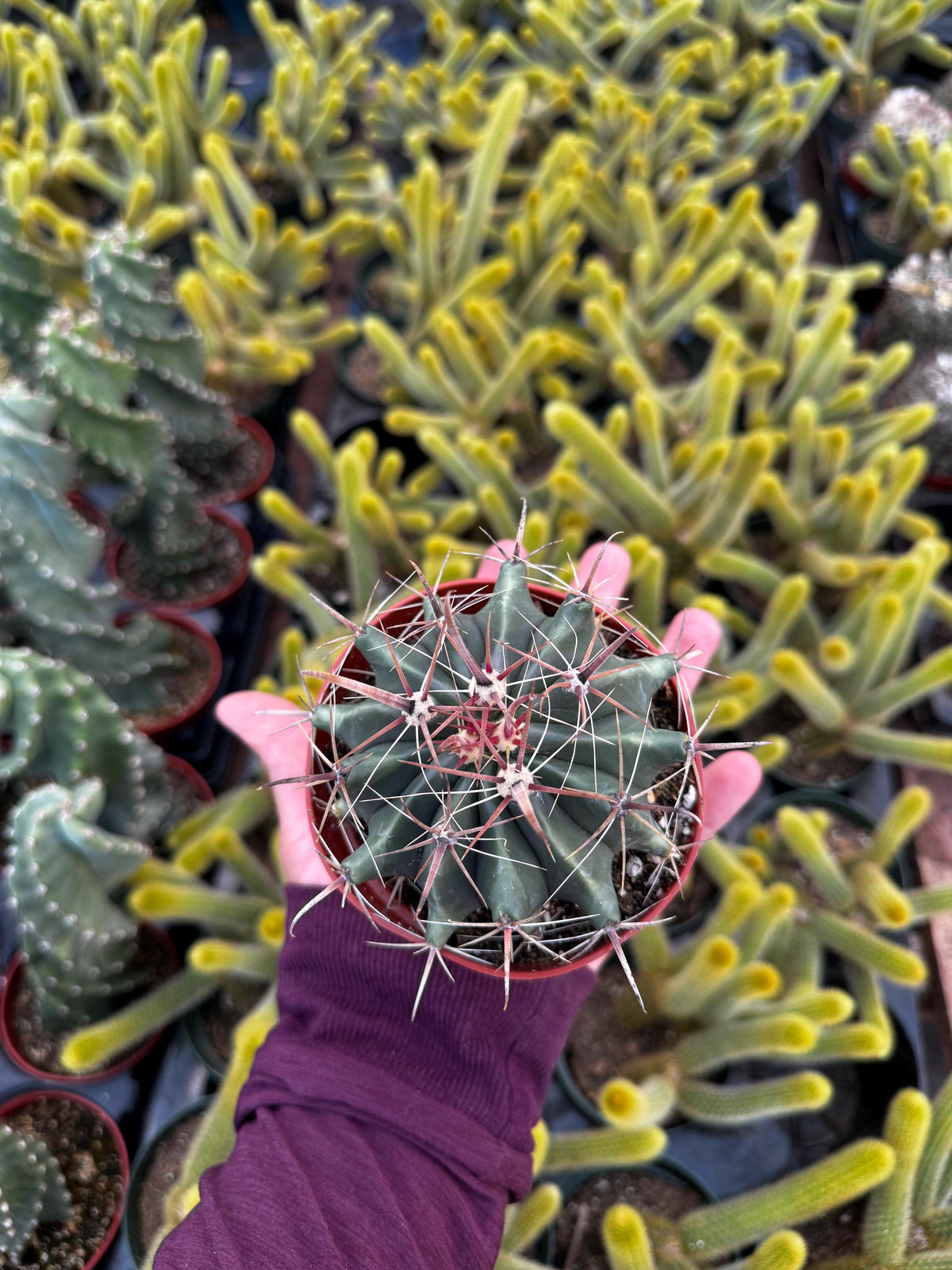 4" Live Cactus (2 Pack) | Assorted Potted Indoor Houseplants