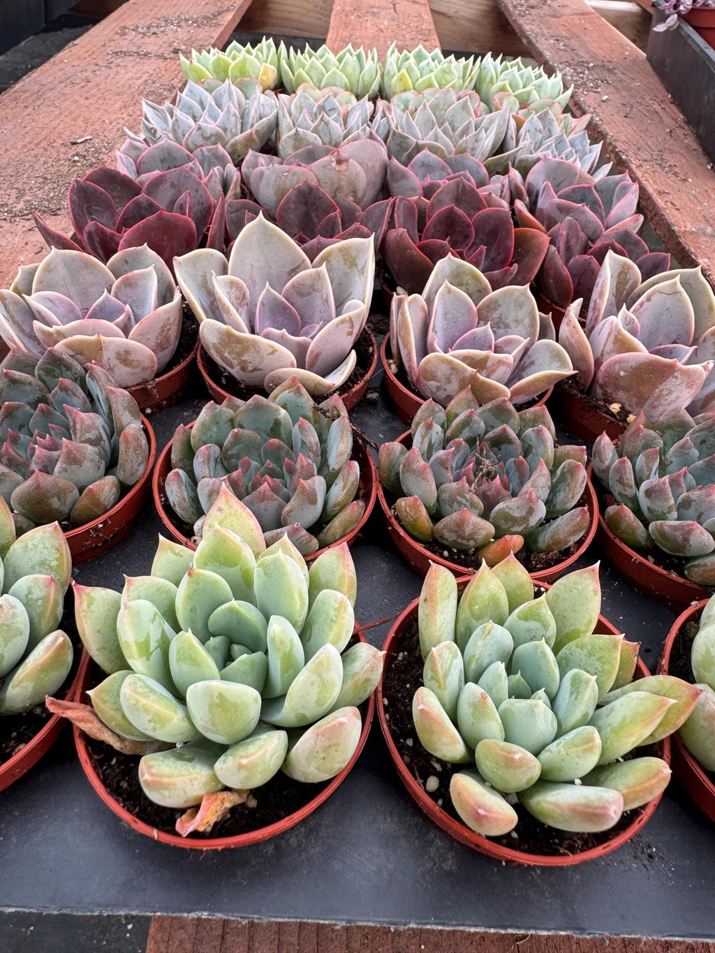 32 Mini Succulents | Assorted Potted Succulents, Wedding Favors