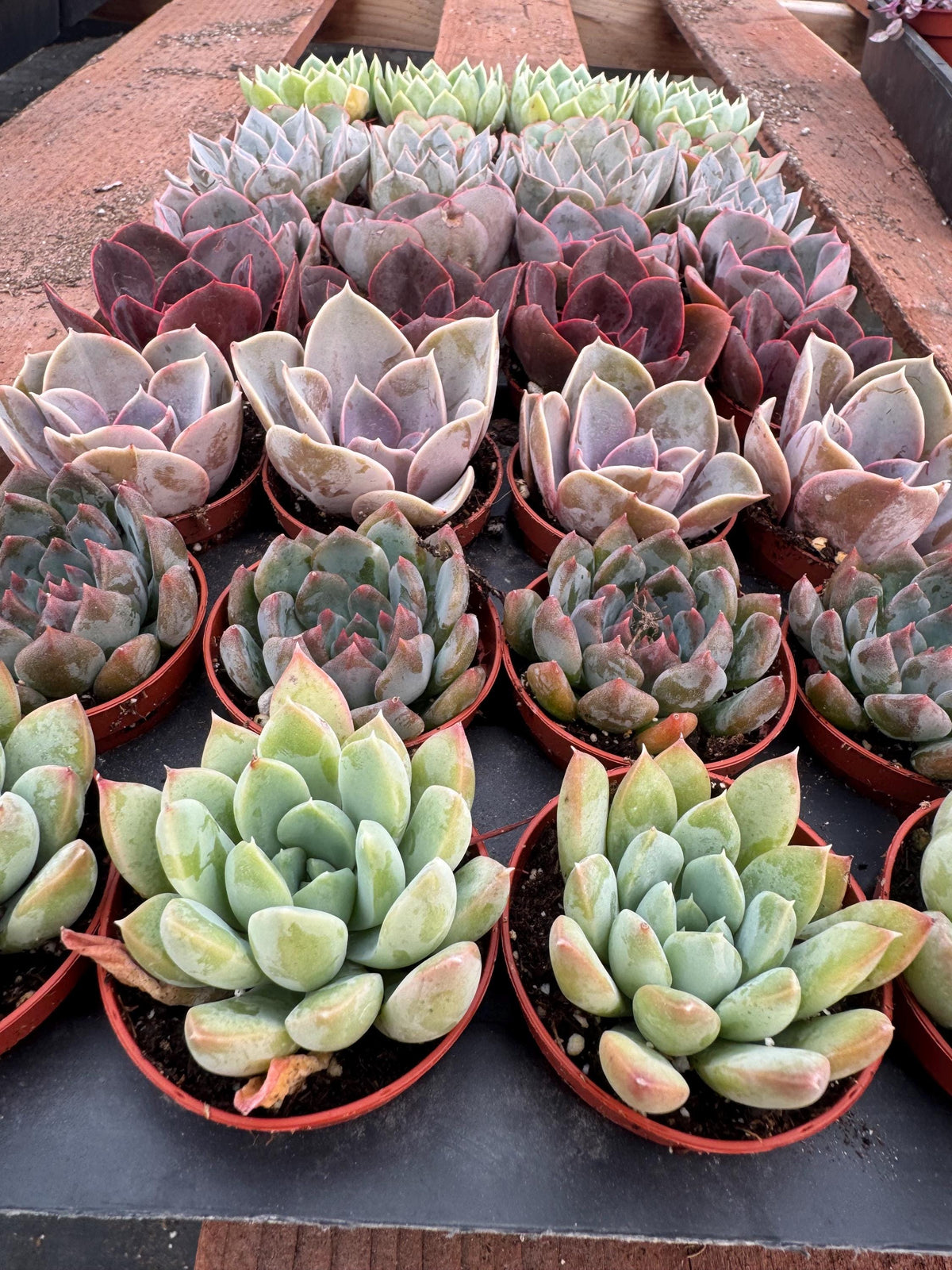 32 Mini Succulents | Assorted Potted Succulents, Wedding Favors