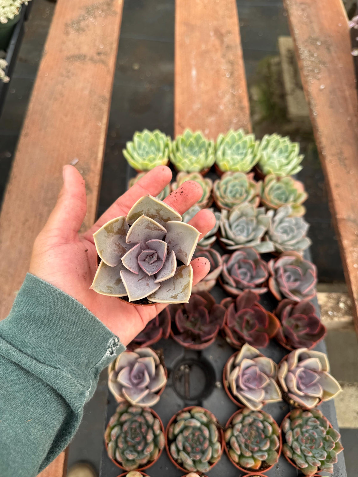 32 Mini Succulents | Assorted Potted Succulents, Wedding Favors