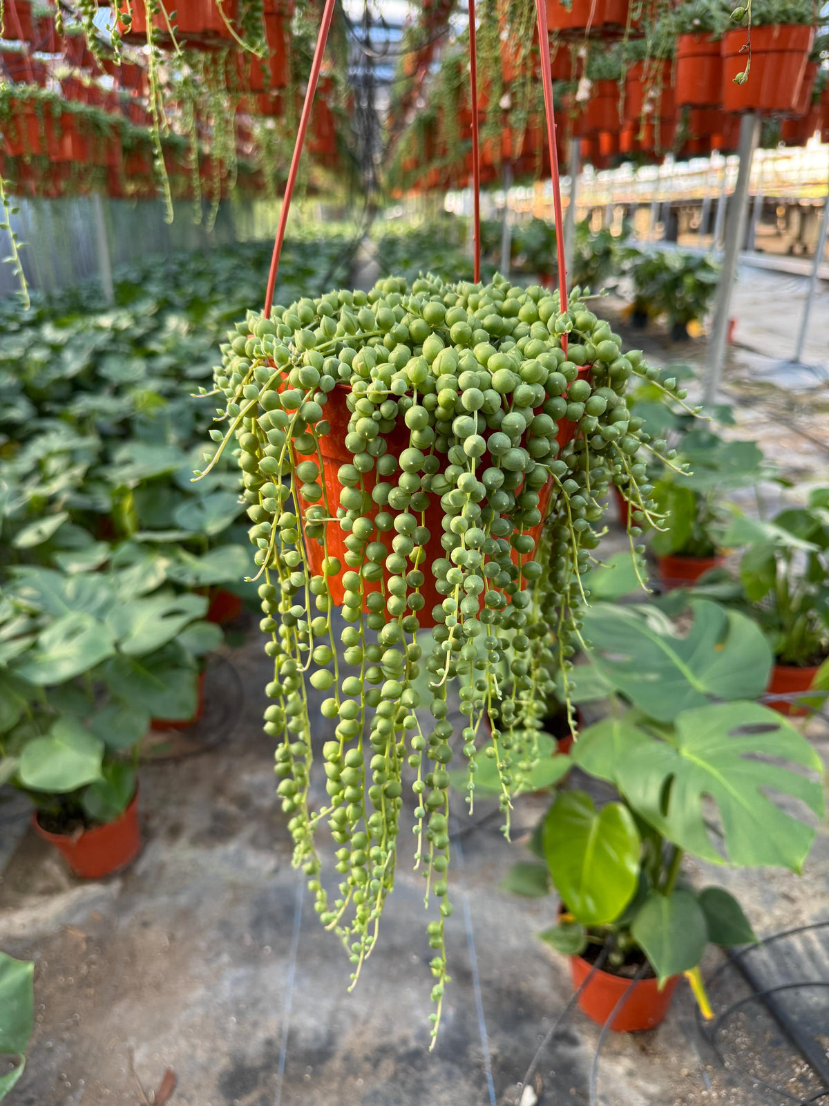 6” String of Pearls Succulent Plant | Live Senecio Rowleyanus | Trailing Indoor 