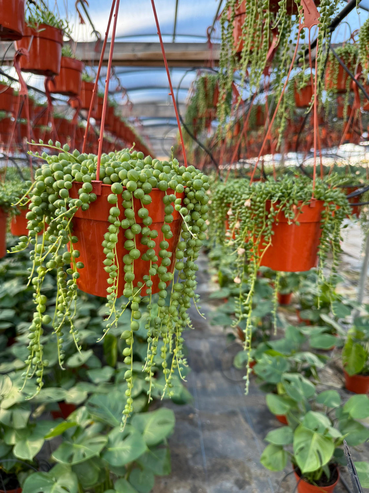 6” String of Pearls Succulent Plant | Live Senecio Rowleyanus | Trailing Indoor 
