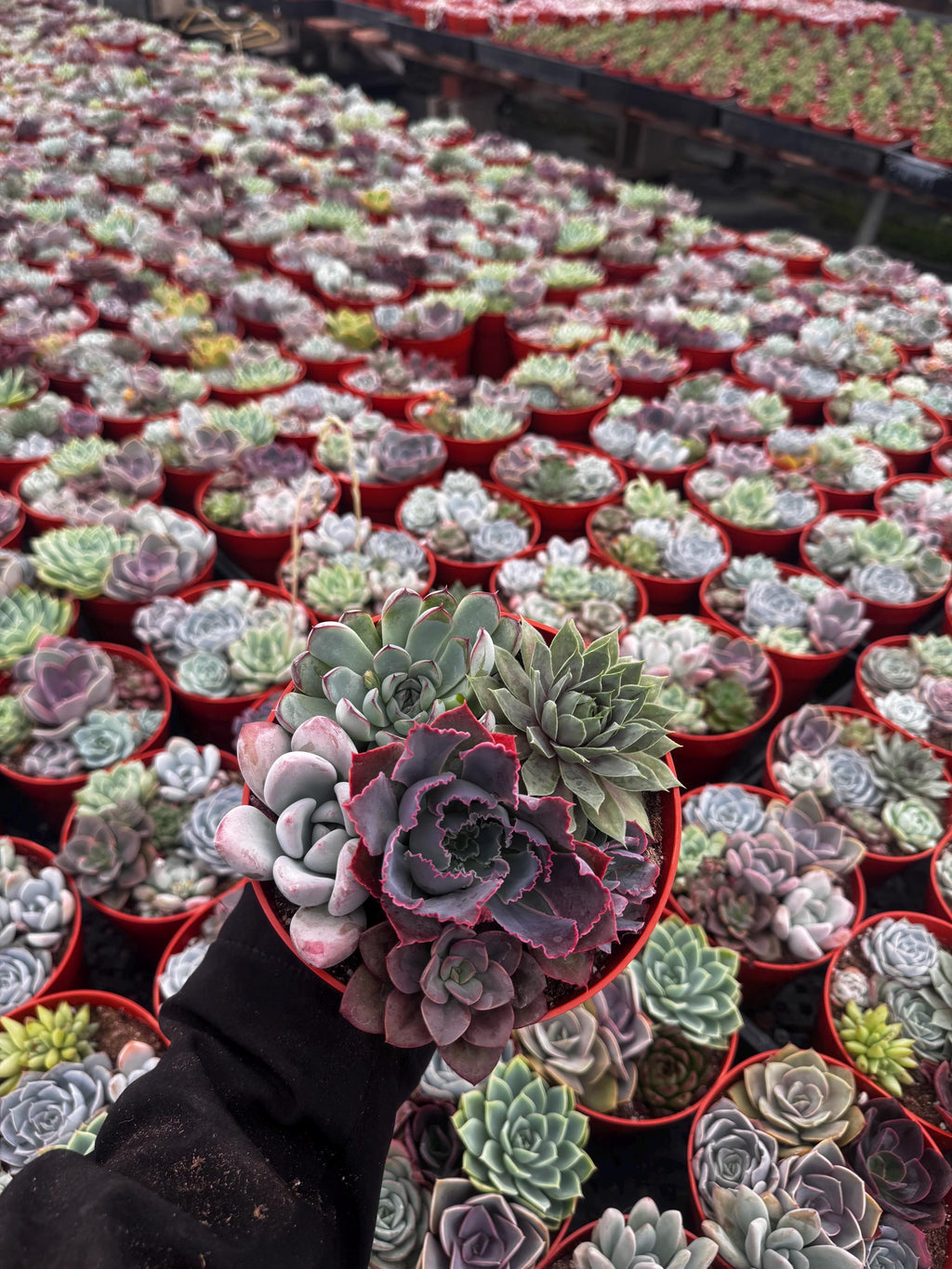 6" Live Succulent Arrangement | Mixed Variety Indoor Plant