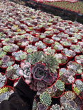 6" Live Succulent Arrangement | Mixed Variety Indoor Plant