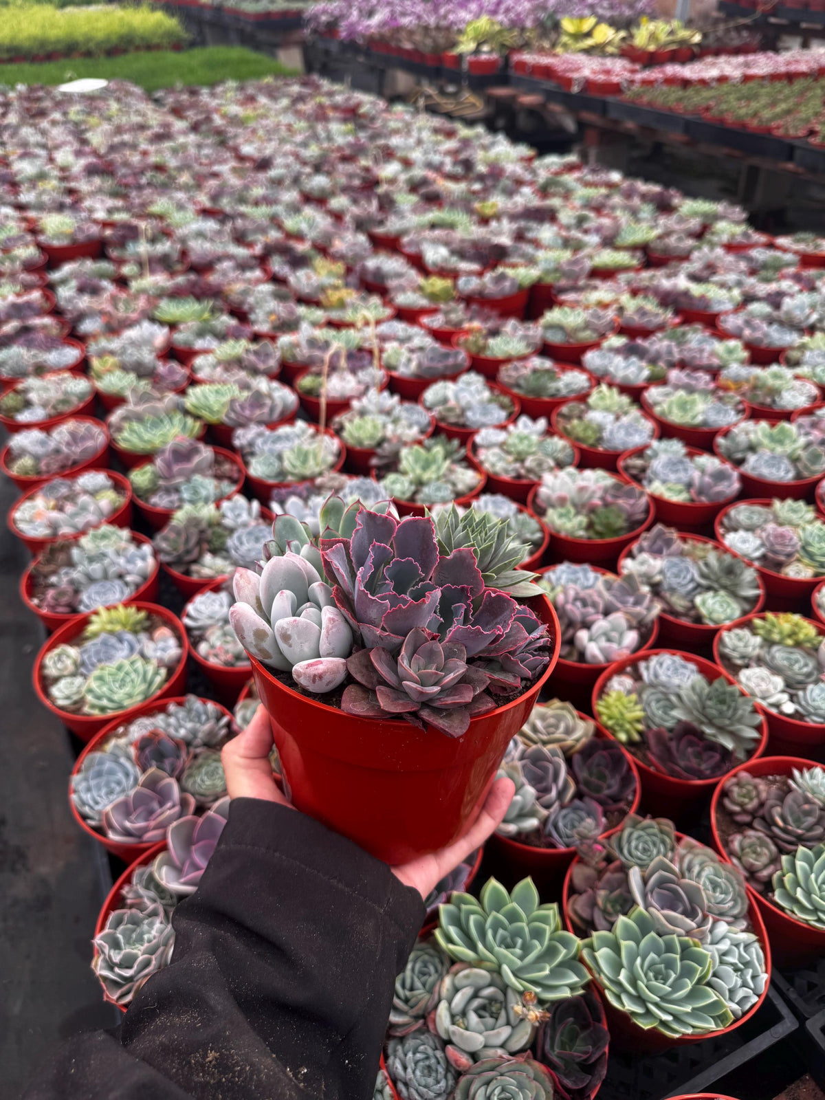 6" Live Succulent Arrangement | Mixed Variety Indoor Plant