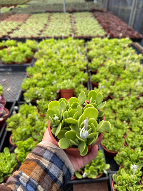 4” Cascading Jade Succulent | Trailing Jade Plant | Live Hanging Succulent | Eas