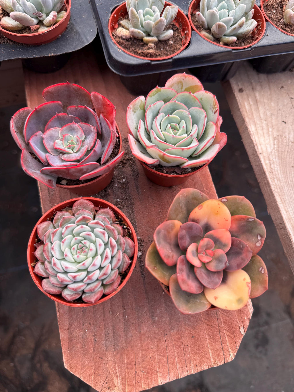 2” Succulent Combo (4 Pack) – Assorted Live Succulent Plants | Indoor Houseplant