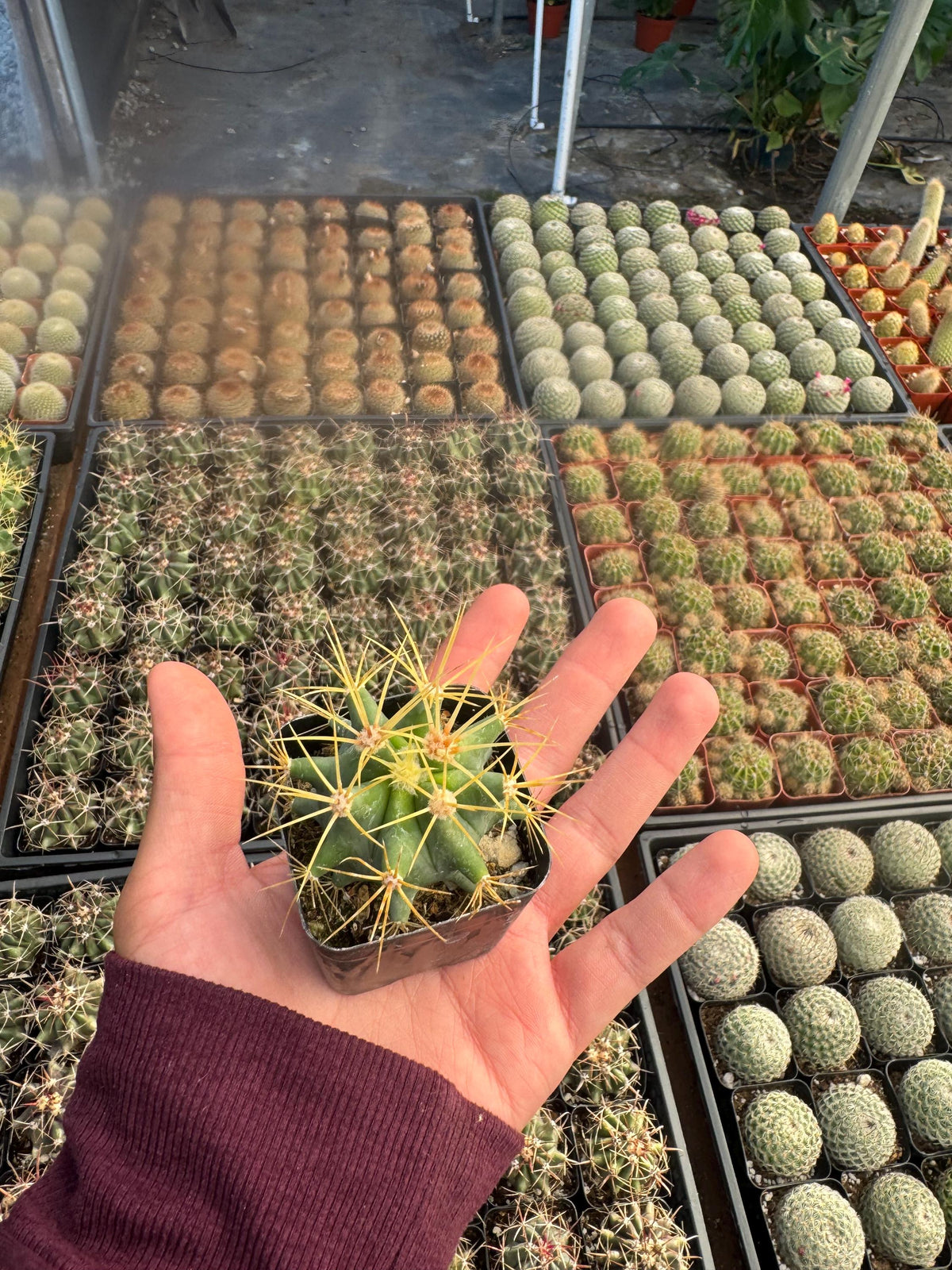 2” Live Cactus (4 Pack) | Assorted Mini Cactus Plants | Real Indoor Cactus | Eas