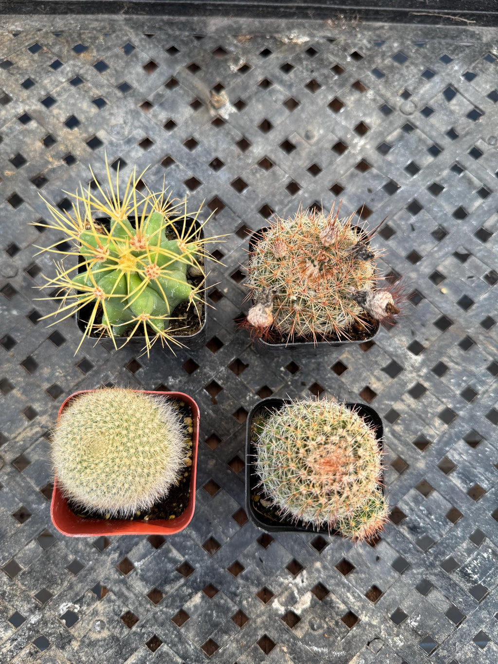 2” Live Cactus (4 Pack) | Assorted Mini Cactus Plants | Real Indoor Cactus | Eas