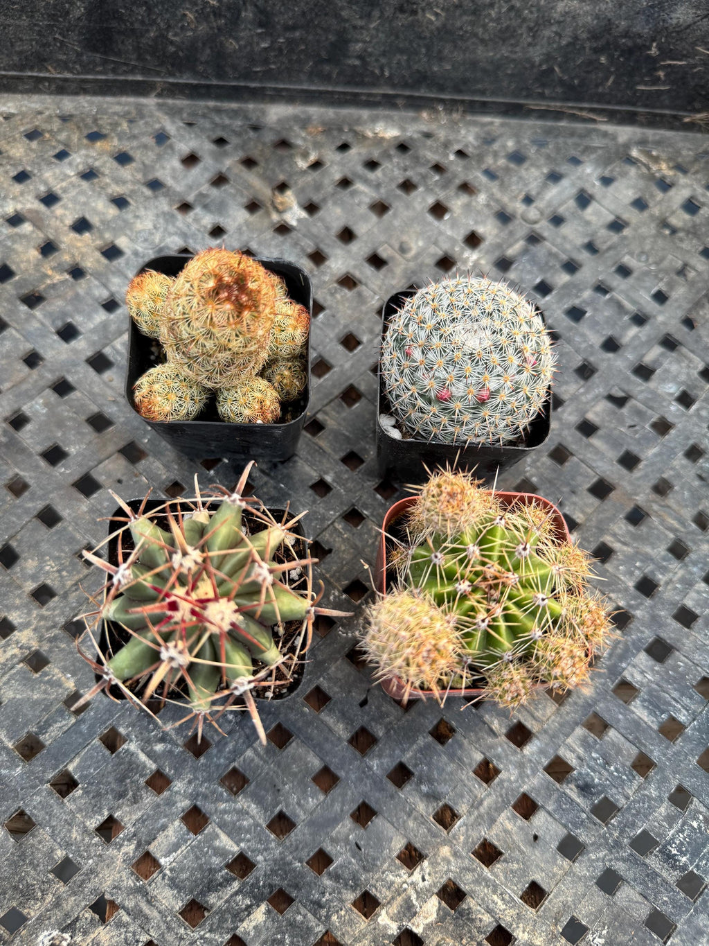2” Live Cactus (4 Pack) | Assorted Mini Cactus Plants | Real Indoor Cactus | Eas