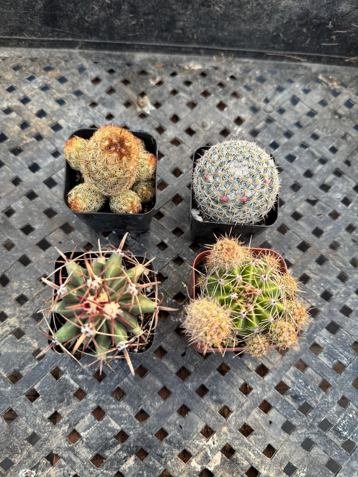 2” Live Cactus (4 Pack) | Assorted Mini Cactus Plants | Real Indoor Cactus | Eas