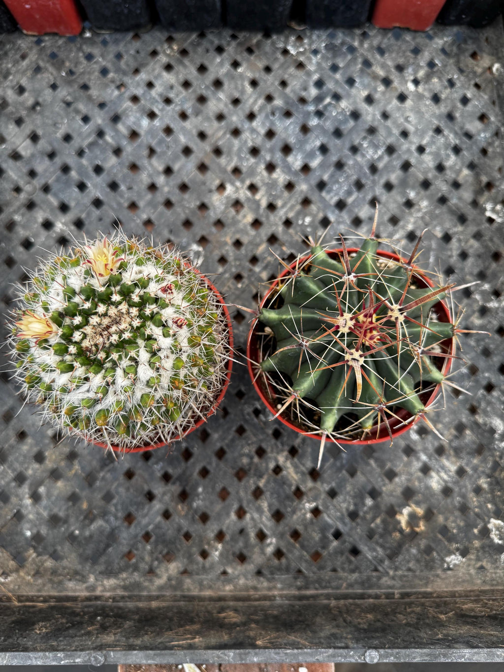 4" Live Cactus (2 Pack) | Assorted Potted Indoor Houseplants