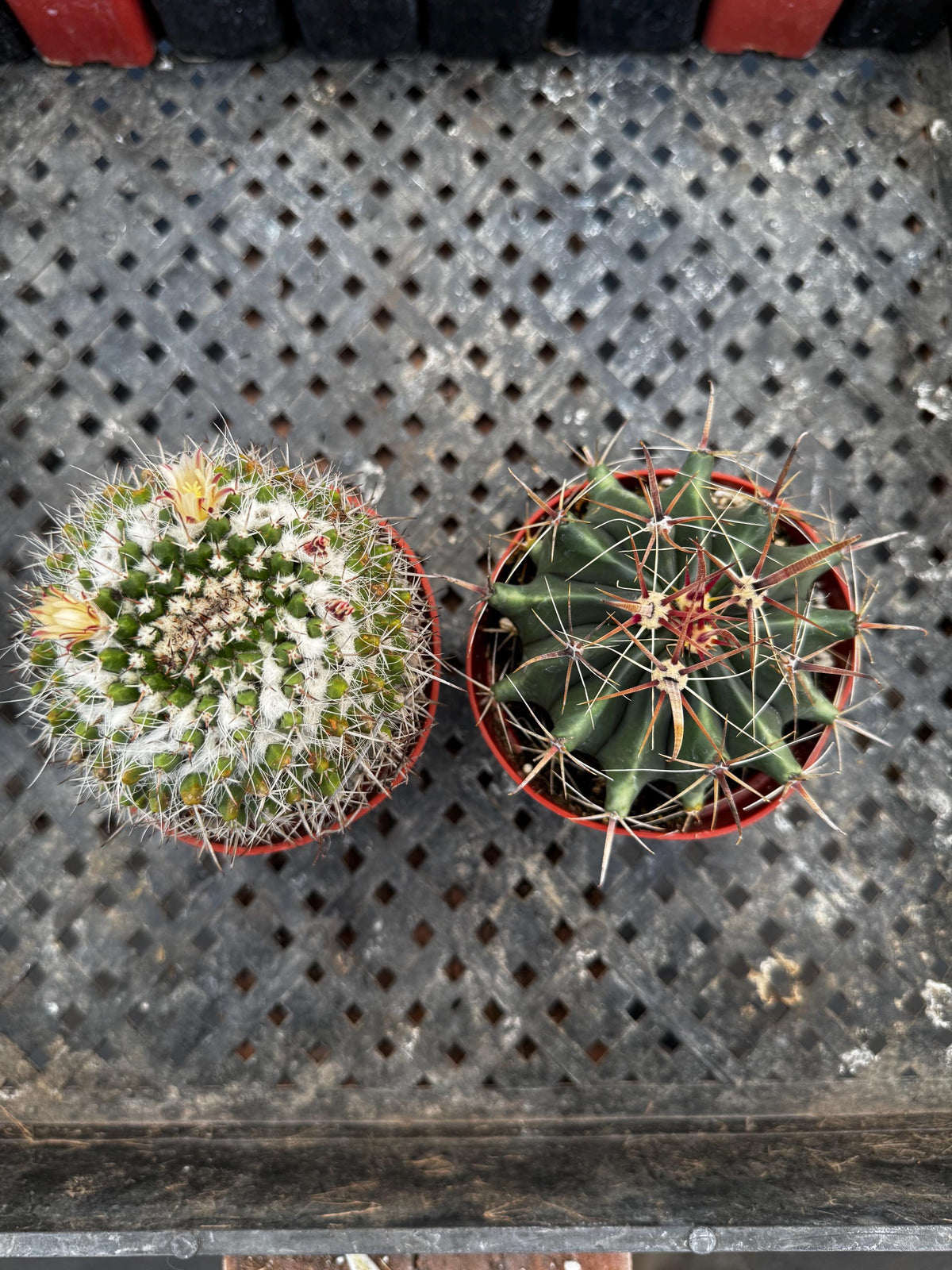 4" Live Cactus (2 Pack) | Assorted Potted Indoor Houseplants