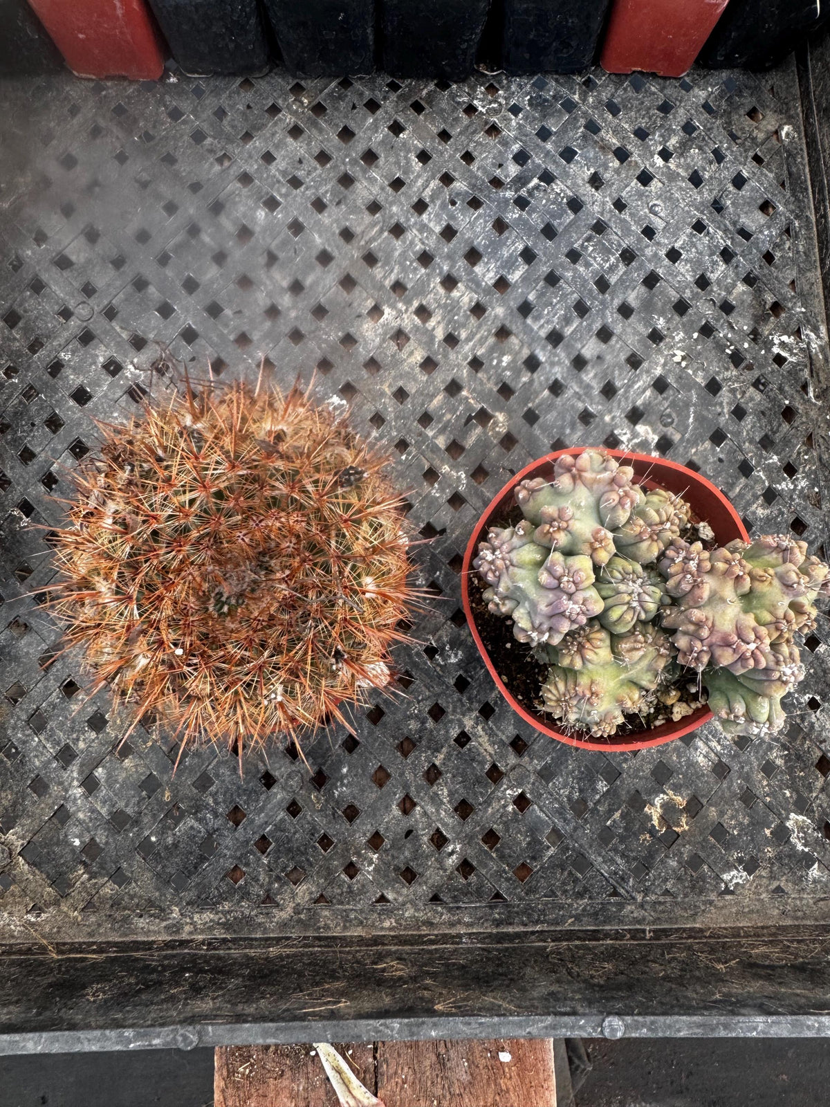 4" Live Cactus (2 Pack) | Assorted Potted Indoor Houseplants